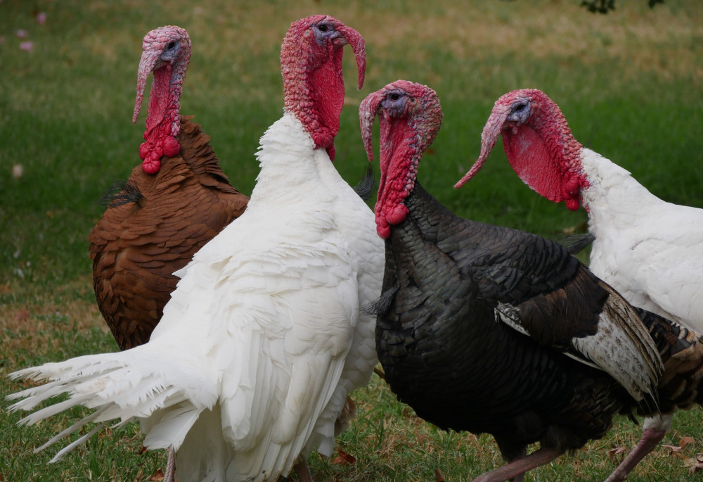 4 backyard turkey toms being fattened.