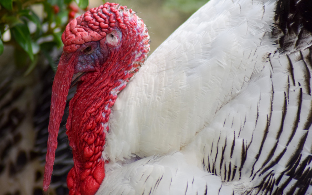 The words, terminology and diction associated with turkey keeping.