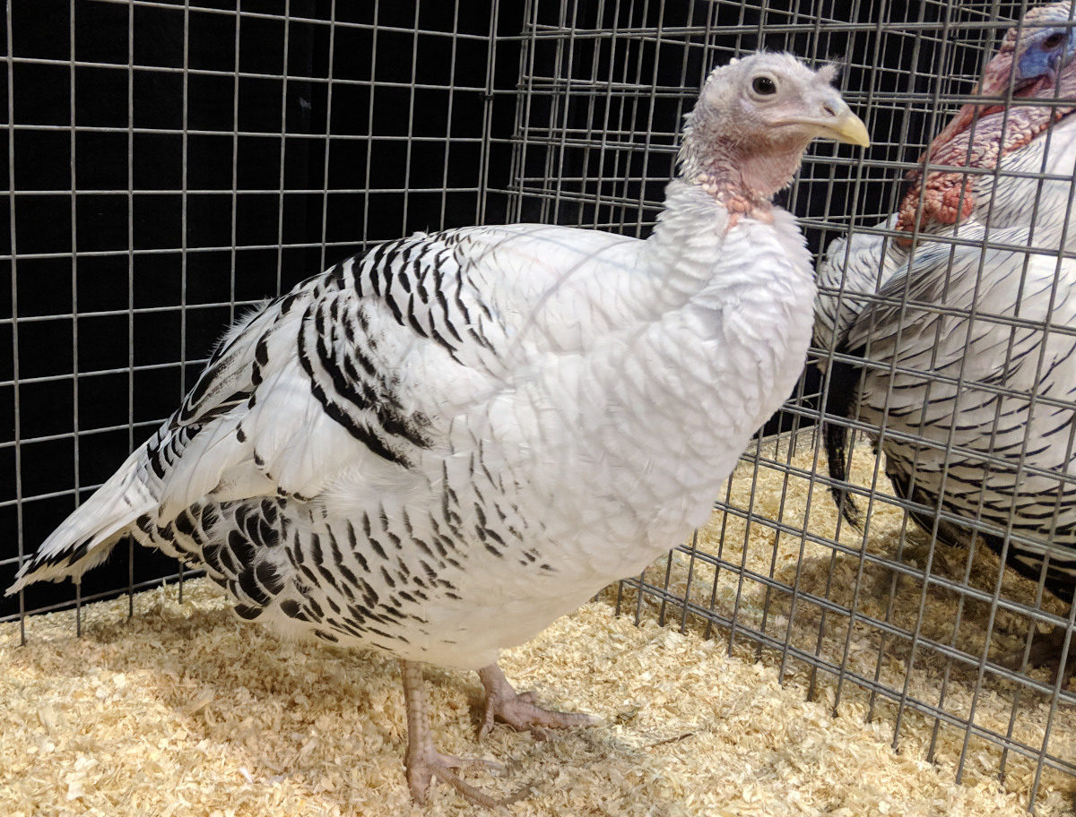 A Narragansett turkey at a poultry show with her tom