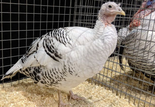 A Narragansett turkey at a poultry show with her tom
